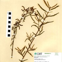17524 herbarium