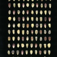 CIMMYTMA 20490 BOZM 1514 TC22U-2903-69 K.jpg