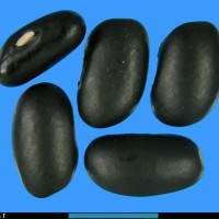 G23642 seed.jpg