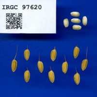 IRGC 97620 Seed Photo
