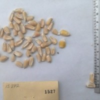 CIMMYTMA 1527 - Reference Inventory.jpg