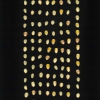 CIMMYTMA 27153 BRAZ BA110 AF19A-0903-83 K.jpg