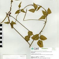 24131 herbarium