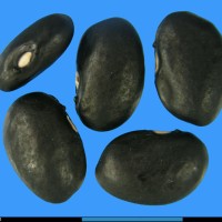 G2036 seed.jpg