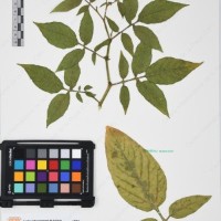 CIP 760469_HHA 6657_01.jpg