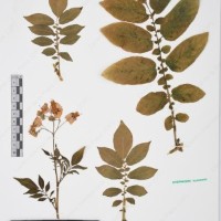 CIP 760019_OCH S59_01.jpg