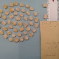 CIMMYTMA 5970 - Reference Inventory.jpg