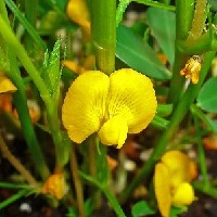 Arachis_hypogaea_003.JPG