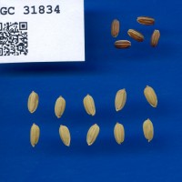 IRGC 31834 Seed Photo