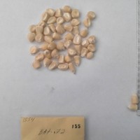 CIMMYTMA 155 - Reference Inventory.jpg