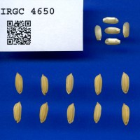 IRGC 4650 Seed Photo