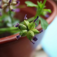 Trifolium decorum 2053-e.JPG