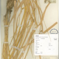 IRGC 100949 Herbarium