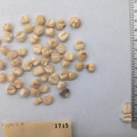 CIMMYTMA 1743 - Reference Inventory.jpg