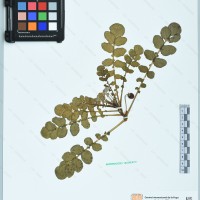 CIP 761825 herbarium