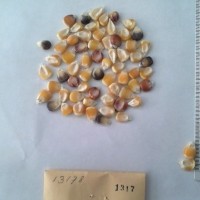 CIMMYTMA 1317 - Reference Inventory.jpg