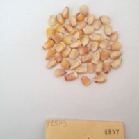 CIMMYTMA 4857 - Reference Inventory.jpg