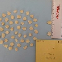 CIMMYTMA 5287 - Reference Inventory.jpg