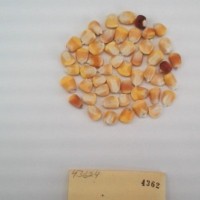 CIMMYTMA 4362 - Reference Inventory.jpg