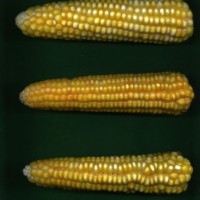 CIMMYTMA 27422 CHIS 836 TC19U-2903-35 E10 _Ready.jpg