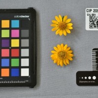 CIP 205059 (flower).jpg