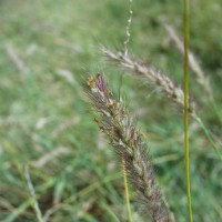 Cenchrus ciliaris  2126-flower.JPG