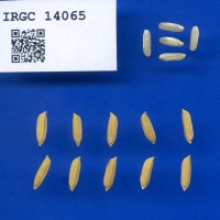 IRGC 14065 Seed Photo