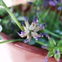 Trifolium decorum 2053-h.JPG