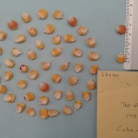 CIMMYTMA 5364 - Reference Inventory.jpg