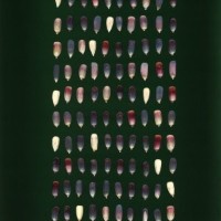 CIMMYTMA 25130 TLAX 229 BA22U-2903-49 K.jpg