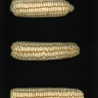 CIMMYTMA 2198 JALI 23 PV22A-1903-93 E0850 _compress.jpg