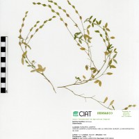 14302 herbarium