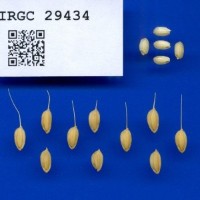 IRGC29434.jpg