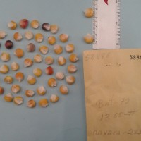 CIMMYTMA 5889 - Reference Inventory.jpg