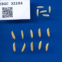 IRGC 32286 Seed Photo