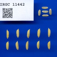 IRGC 11442 Seed Photo