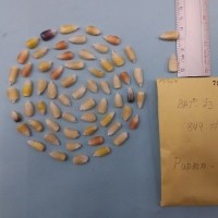 CIMMYTMA 7556 - Reference inventory.jpg