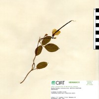 15984 herbarium