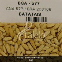 BRA00000399-6.JPG