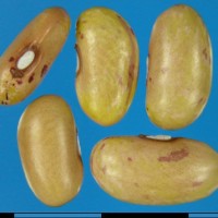 G17161 seed.jpg
