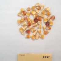 CIMMYTMA 3967 - Reference Inventory.jpg