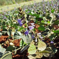 Calopogonium caeruleum 11180 flower (2).JPG