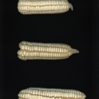 CIMMYTMA 5786 BRAZ 1493 AF22A-0903-71 E_compress.jpg