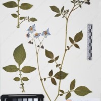 CIP 761452_OCH 12089_02.jpg