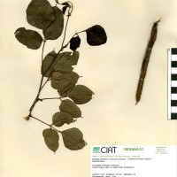 15502 herbarium