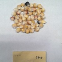 CIMMYTMA 3549 - Reference Inventory.jpg