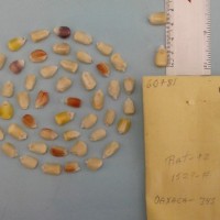 CIMMYTMA 6078 - Reference Inventory.jpg