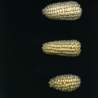 CIMMYTMA 1487 DURA 27 PV22A-1903-150 E1815 _compress.jpg