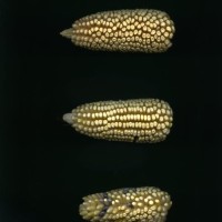 CIMMYTMA 8455 HIDA 92 BA21U-2903-212 E1_compress.jpg