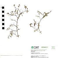 17803 herbarium